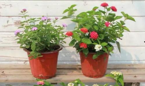 原神迪西娅最新爆料视频,原神新角色与剧情大揭秘!  第3张 原神迪西娅最新爆料视频,原神新角色与剧情大揭秘!  第3张